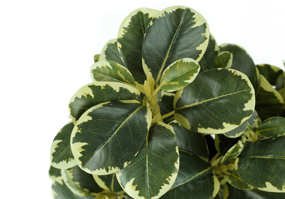 14" Tall, Artificial Plant, Ficus, Indoor, Faux, Fake, Table, Potted (Set of 2) - Green / Black