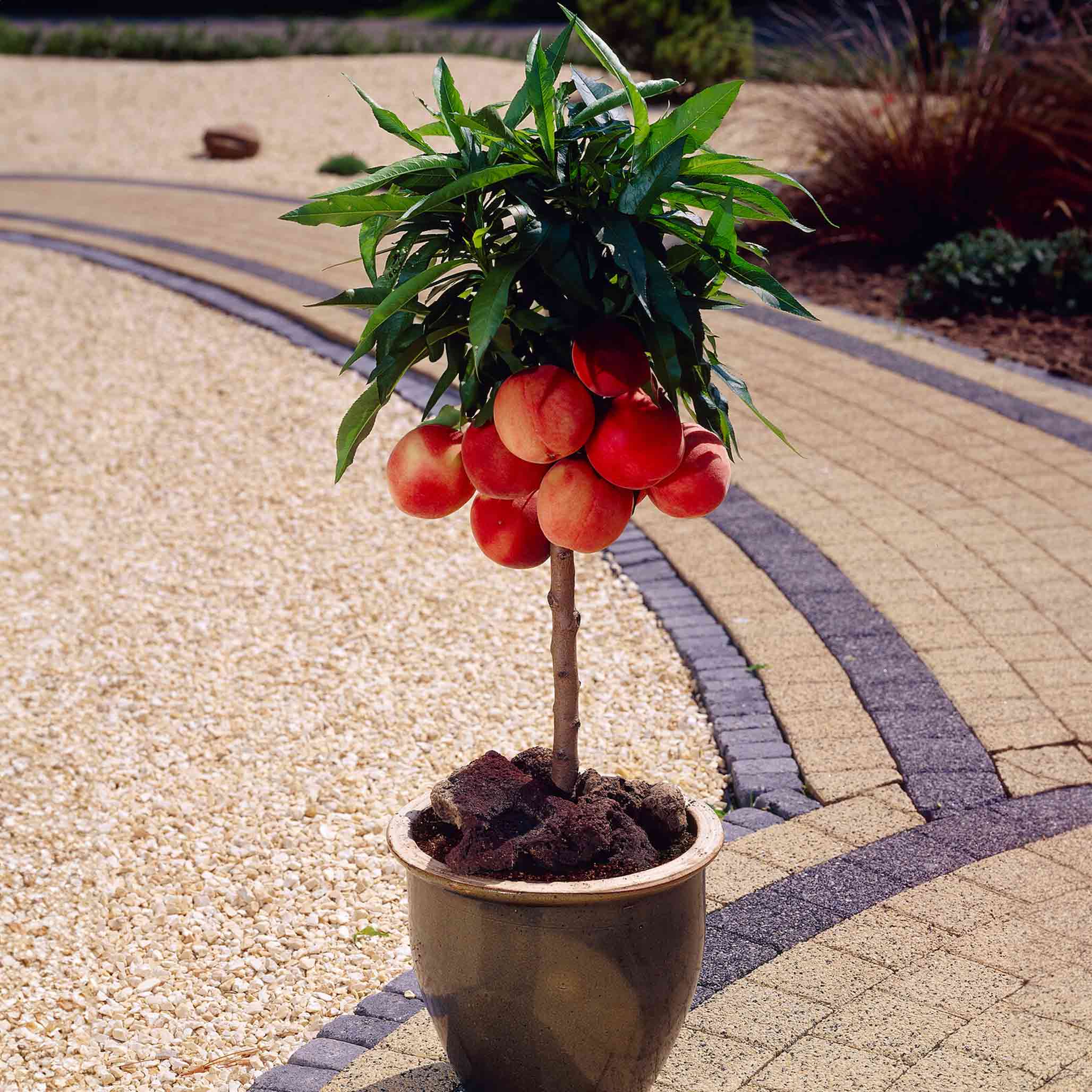 Bonanza Patio Peach – Ivy Lane Decor