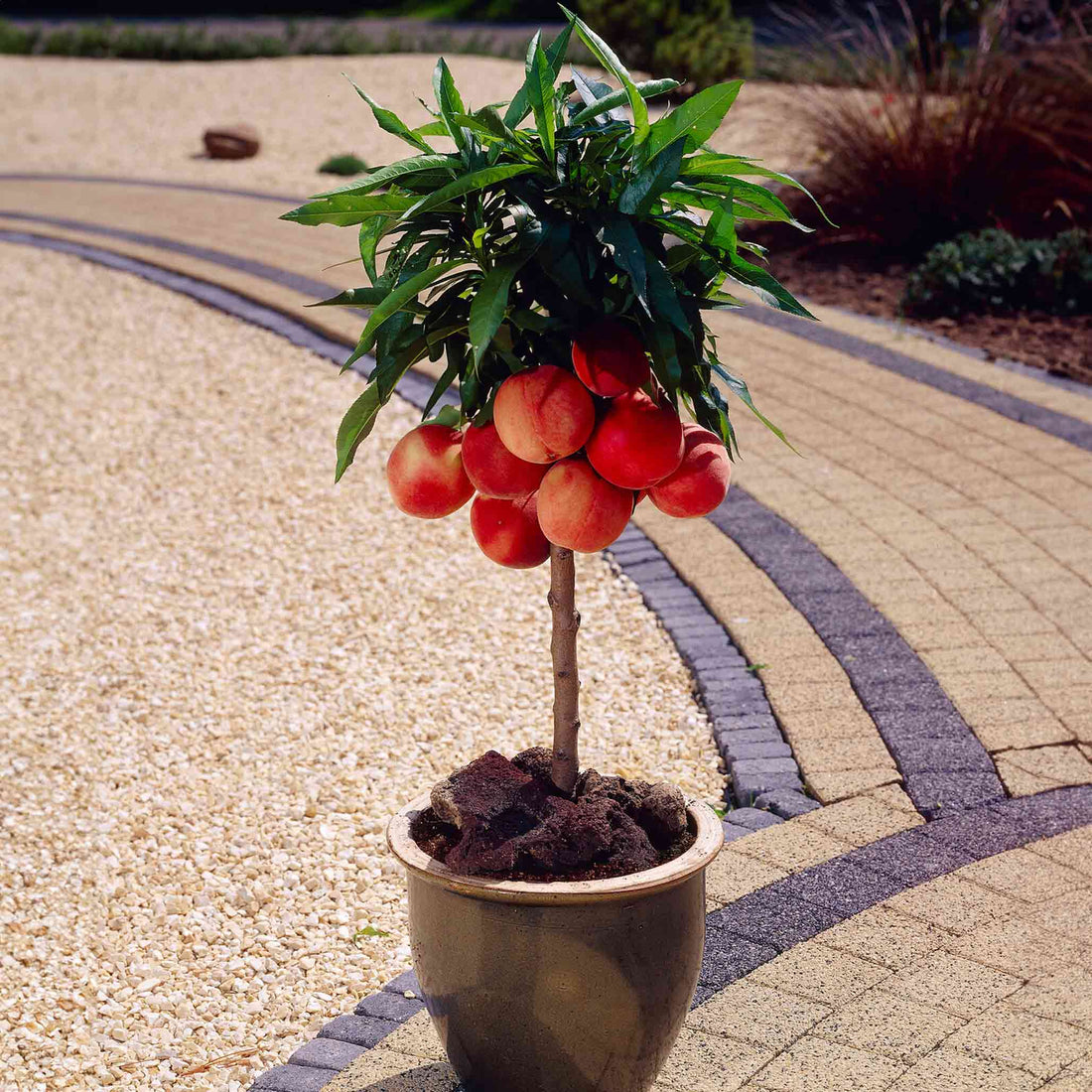 Bonanza Patio Peach – Ivy Lane Decor