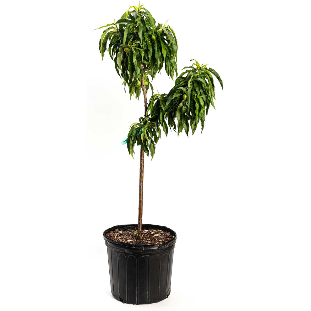 Bonanza Patio Peach – Ivy Lane Decor