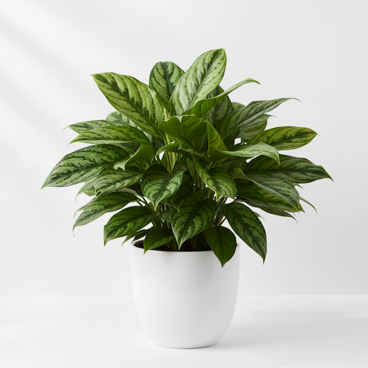 Chinese Evergreen 'Maria'