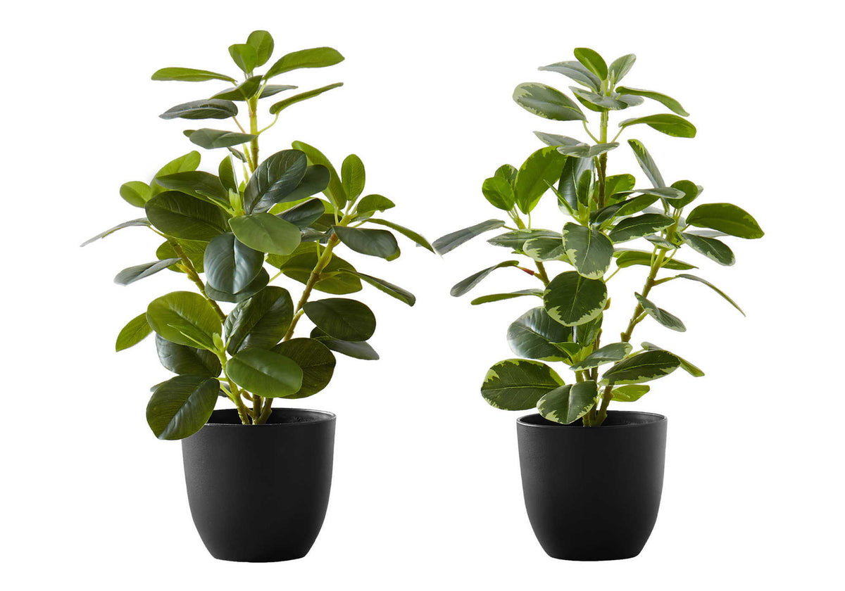 14" Tall, Artificial Plant, Ficus, Indoor, Faux, Fake, Table, Potted (Set of 2) - Green / Black
