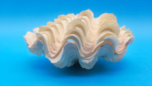 Squamosa Tridacna Clam Shell Pair- Fluted Ruffled Seashell