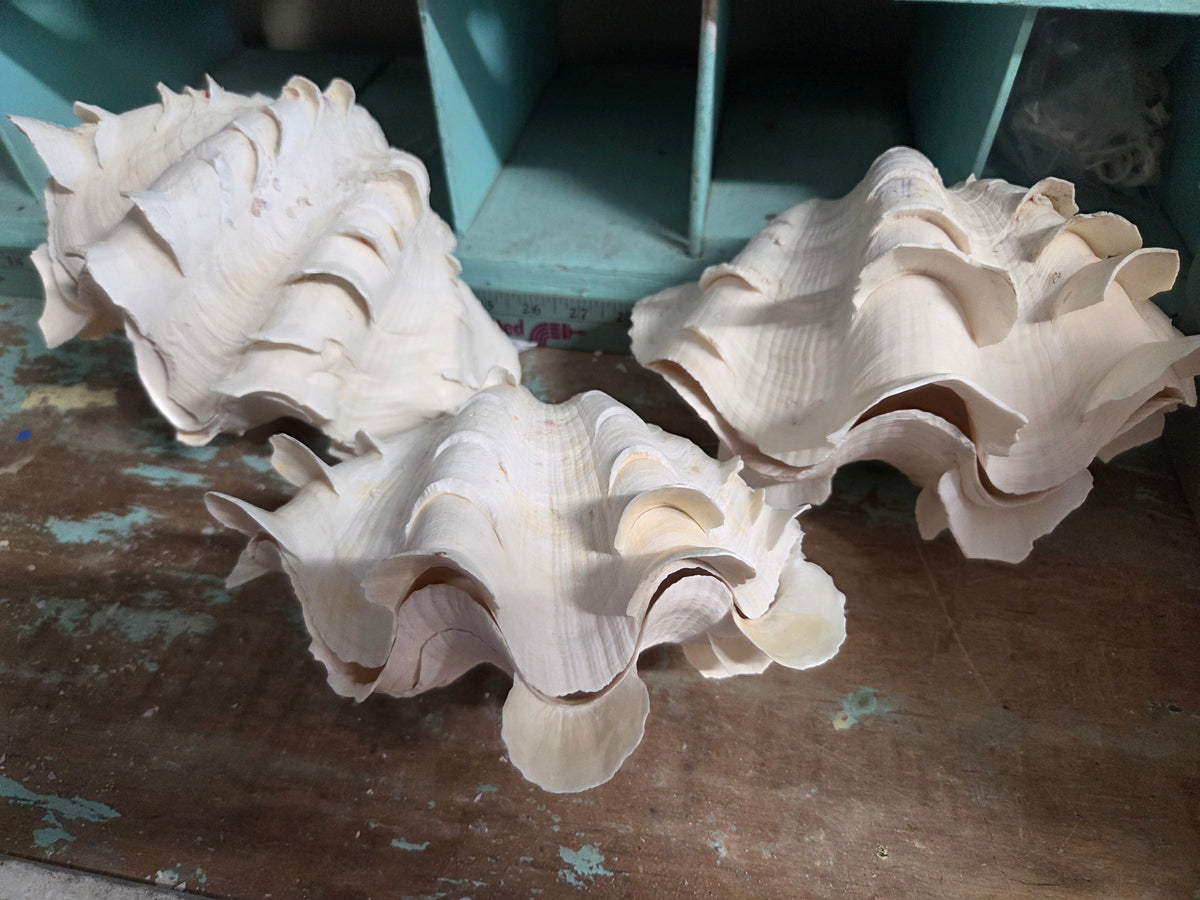 Squamosa Tridacna Clam Shell Pair- Fluted Ruffled Seashell