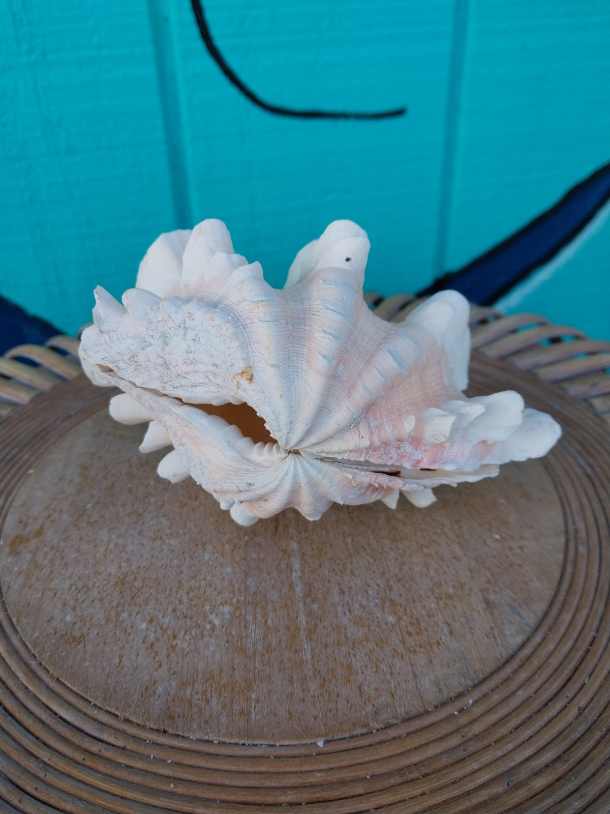 Squamosa Tridacna Clam Shell Pair- Fluted Ruffled Seashell