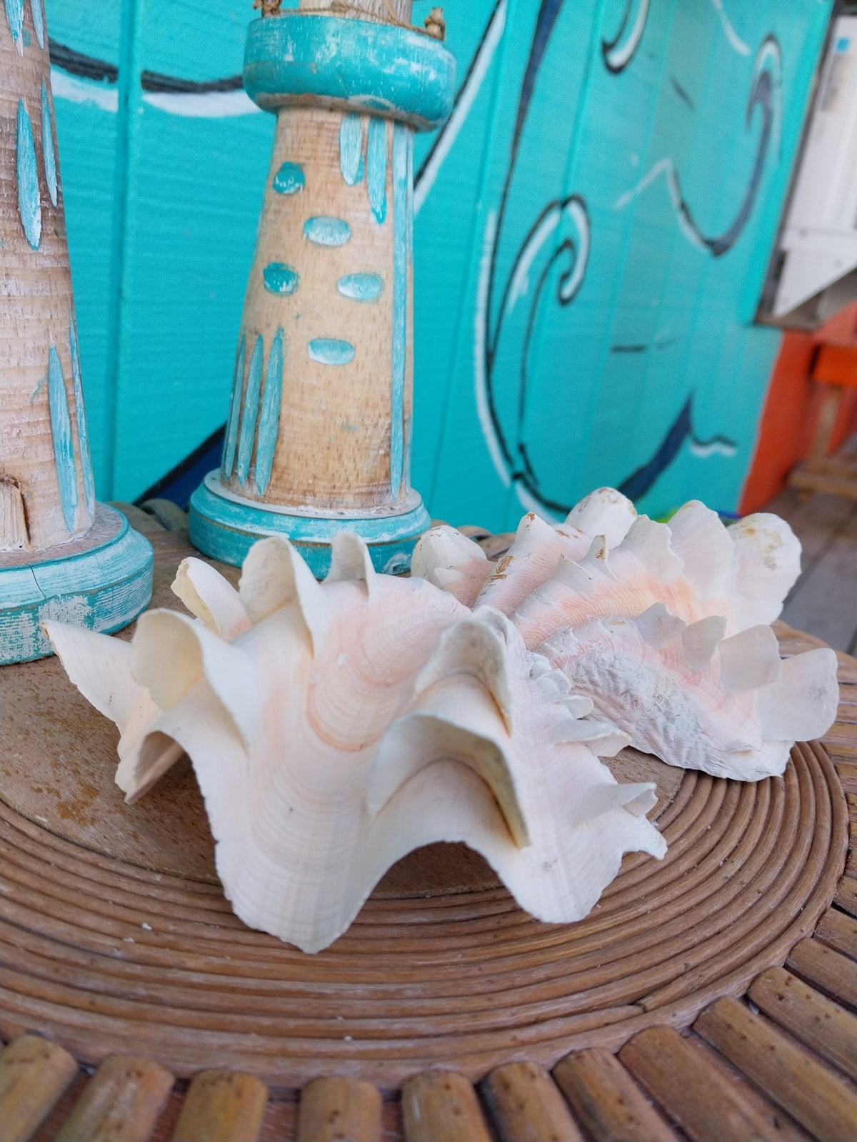 Squamosa Tridacna Clam Shell Pair- Fluted Ruffled Seashell